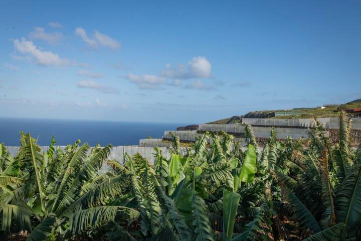 La finca se encuentra en Puntallana, a 120 metros sobre el nivel del mar.