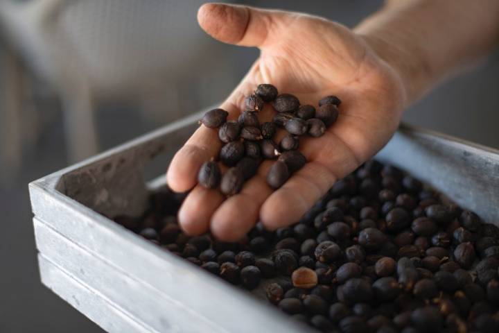 Así son las cerezas del café secas al sol.