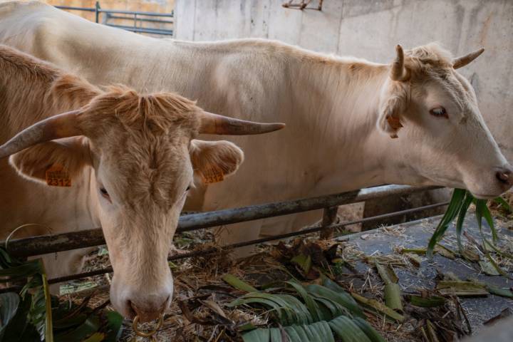 La vaca palmera es "prima hermana” de la vaca rubia gallega.