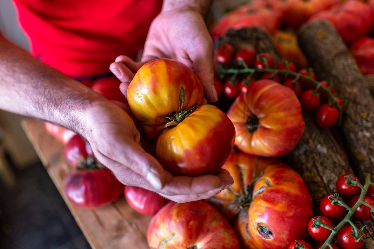 Cómo descubrir un buen tomate (y no estropearlo después)