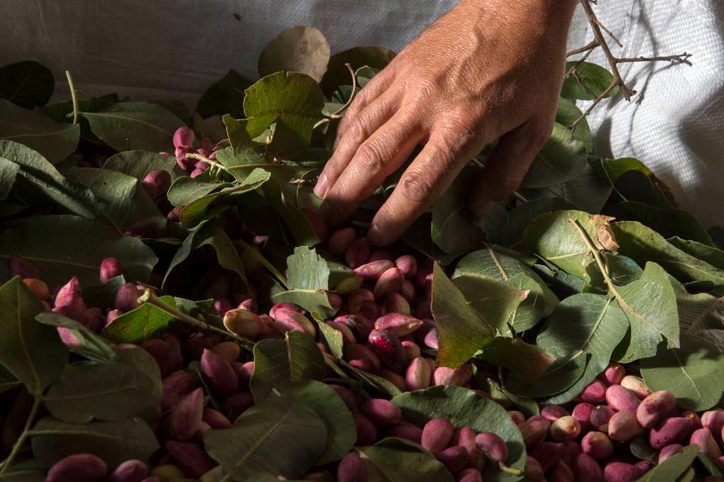 Pistachos recién cosechados, de un rosa intenso y cargados de humedad.