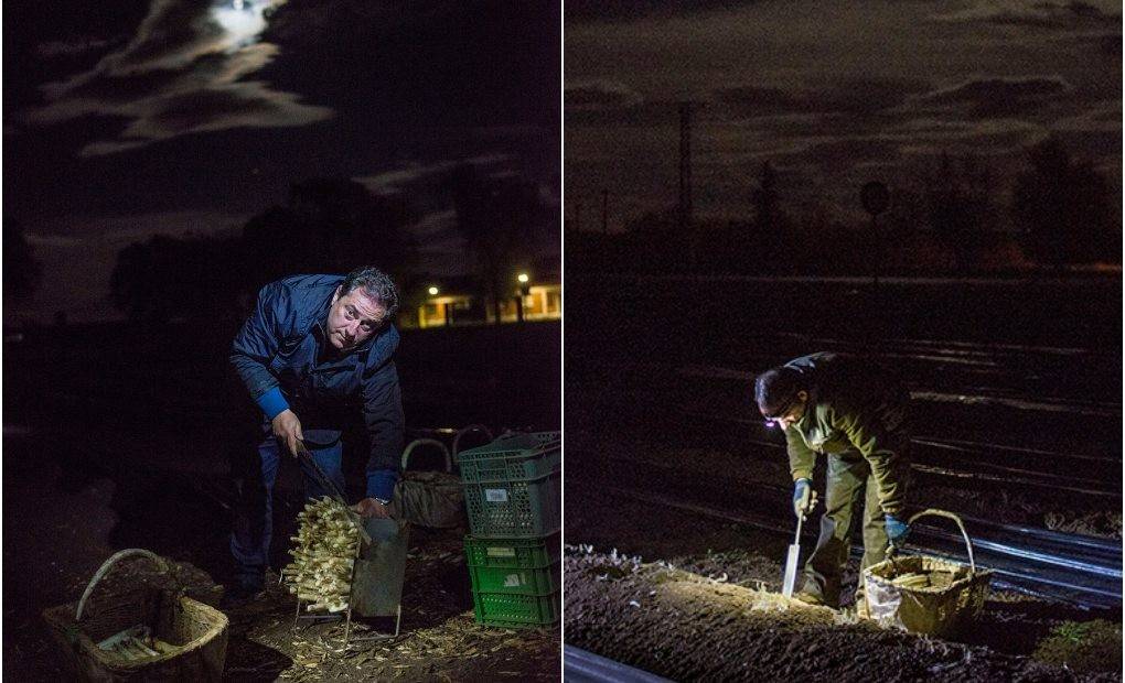 Espárragos en mitad de la noche