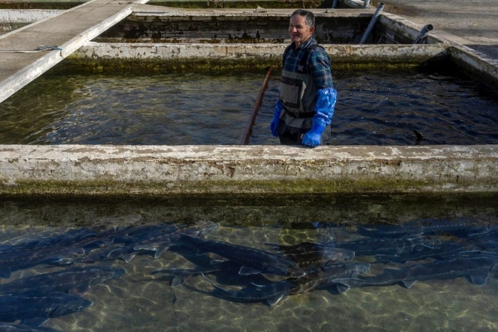  Paulino Saez, al cuidado de los animales.