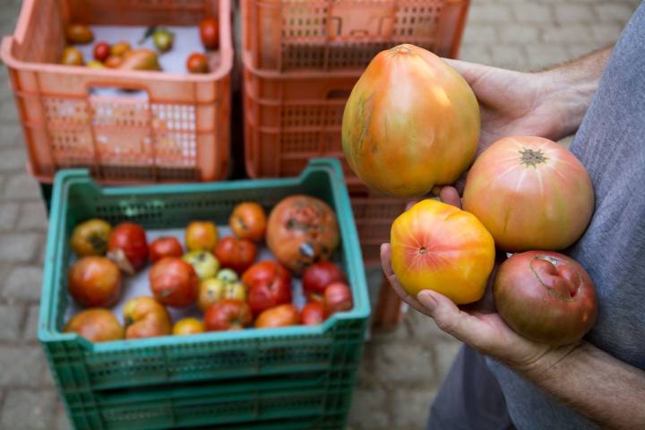 Tomates en cajas