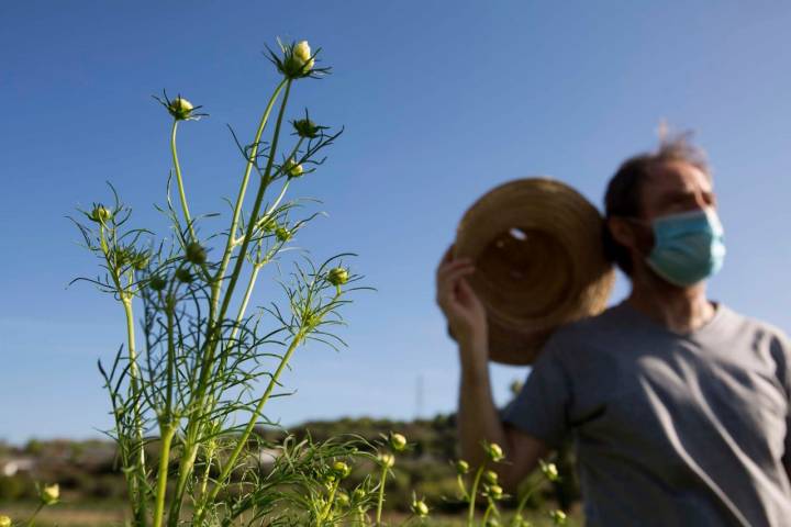 Cristóbal Hevilla en la huerta.