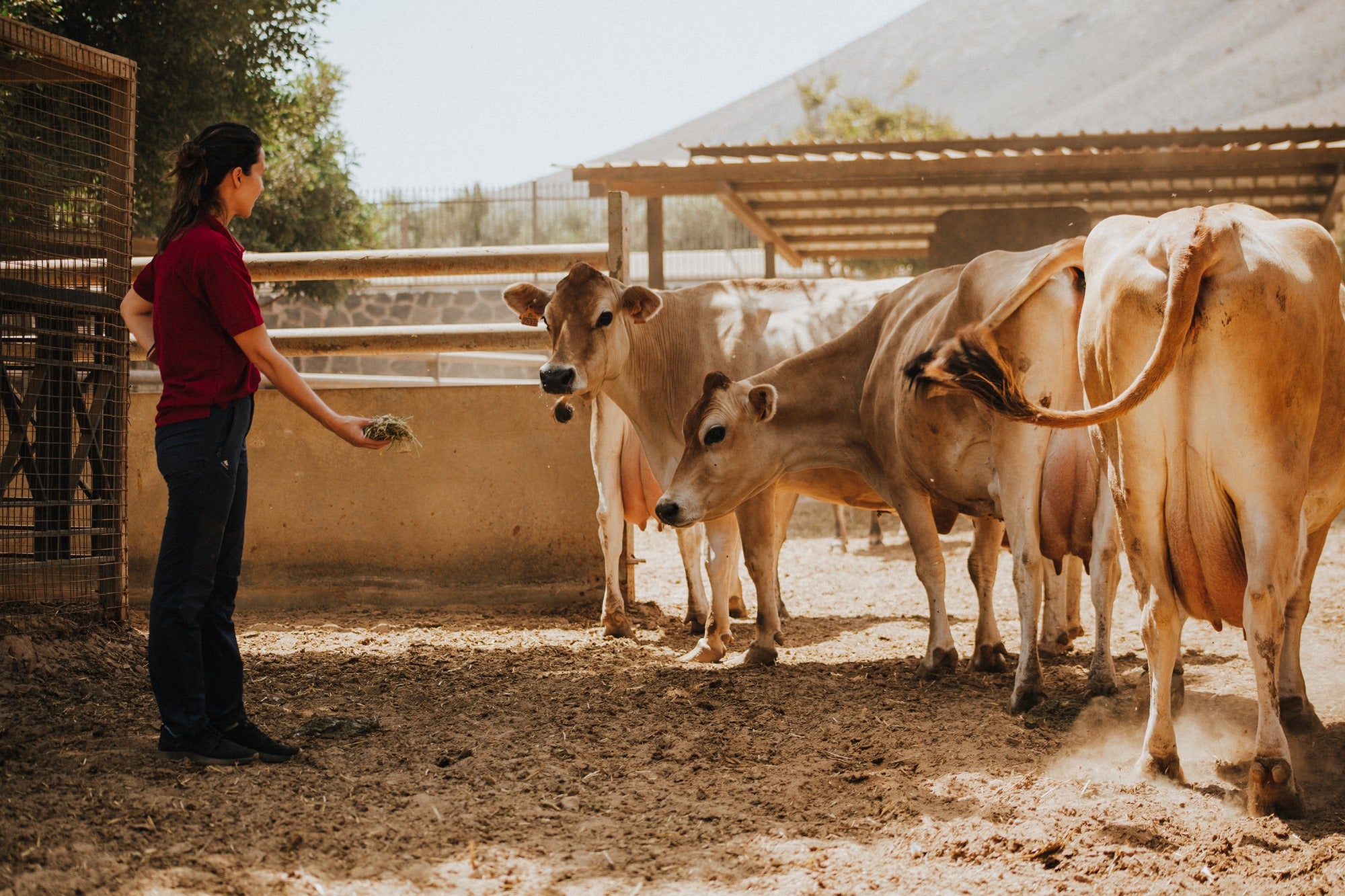 Finca de Uga (Lanzarote) apertura Arminda y vacas