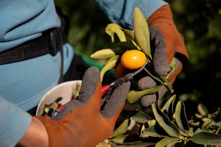 Finca Giallo Royal corte kumquat