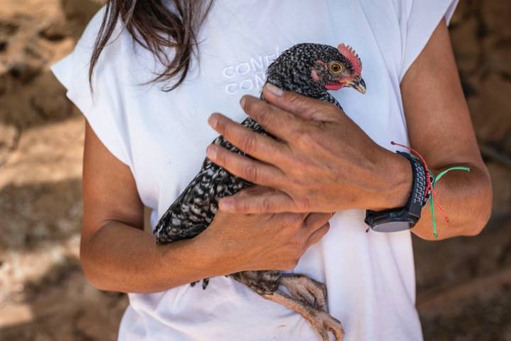 Ejemplar de gallina campera canaria de la finca La Jara (Arafo, Tenerife).