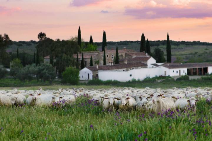 Panorámica de la finca en Trujillo (Cáceres). Foto cedida.