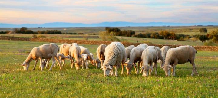 Finca Pascualete ganó el premio al Mejor Queso del Mundo en 2015. Foto: Finca Pascualete.