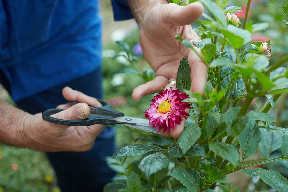 Flor de dalia, decorativa y con propiedades medicinales.