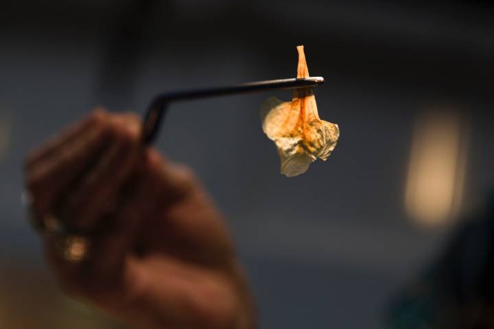 Flor seca sujetada por unas pinzas de cocinero