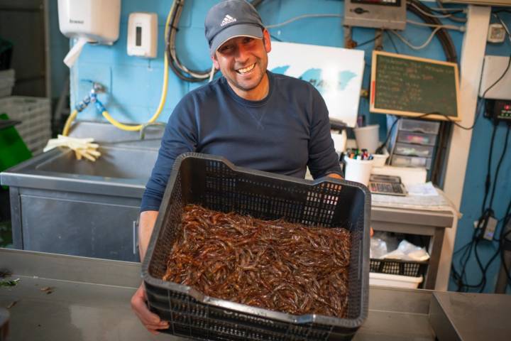 Trabajador sujetando una caja de camarones vivos.