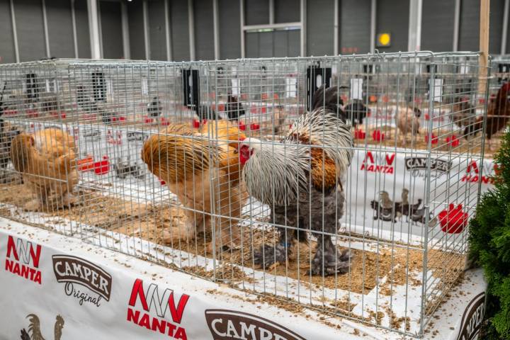 Gallinas en gallineros.