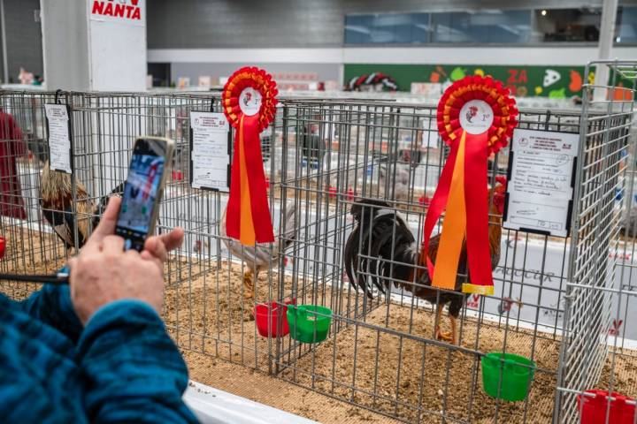 Gallinas en gallineros.