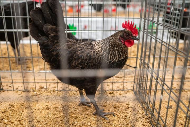 Gallina pardo de León.