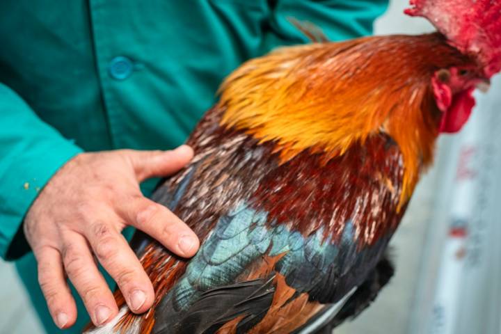 Las plumas del gallo camerano, una belleza.