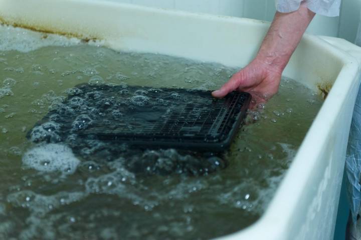 Gamba Natural: fase de depuración del langostino en agua a 18 grados