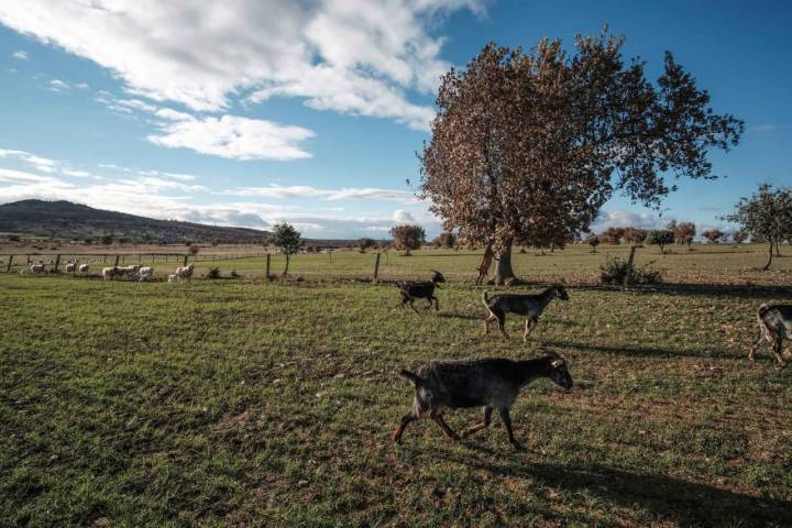 'Amado Charra' ofrece excursiones a su finca con degustación de sus quesos.