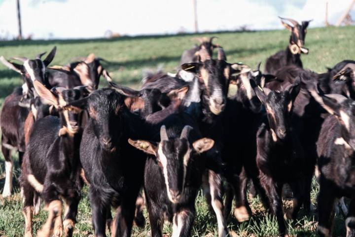 Esta cabra, conocida como Agrupación de la meseta, es un animal de montaña.