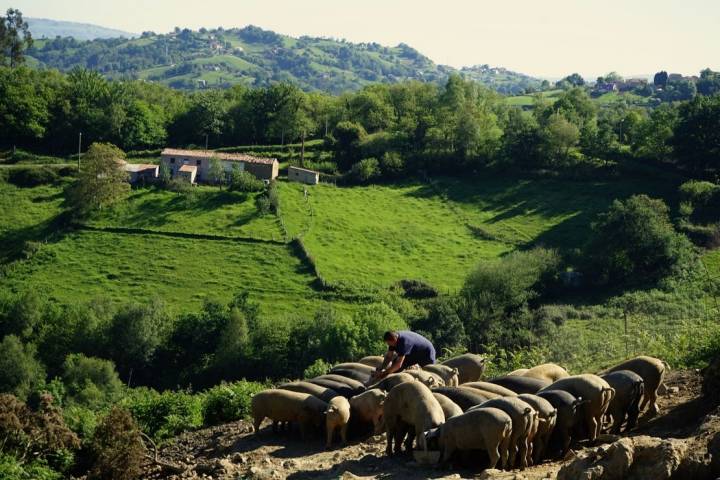 gochu de monte - asturias