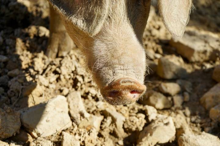 Una desbrozadora natural en busca de castañas, raíces y tubérculos.