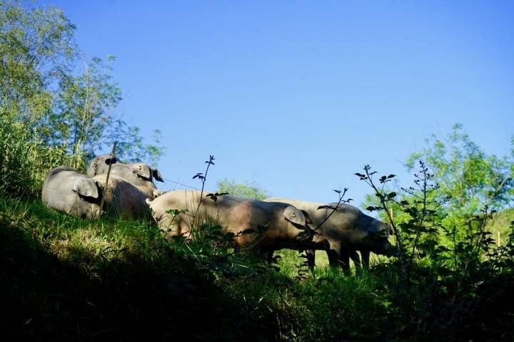 Los 'Gochus' de Monte esperan ansiosos la hora de la comida.