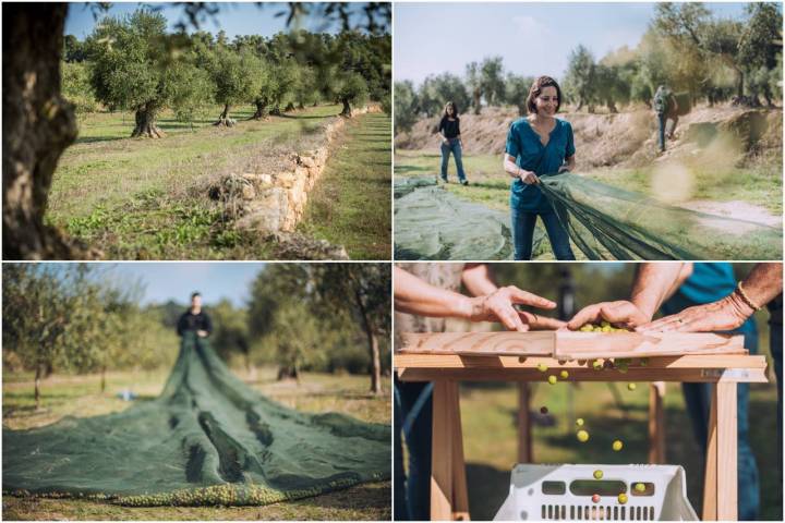 recogida aceituna nou segons