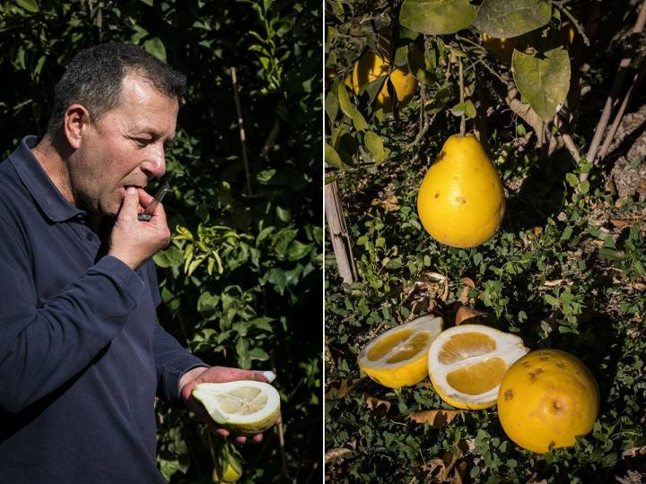 Todolí prueba uno de los cítricos de su huerto.