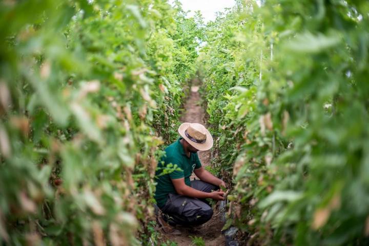 En esta finca se trabaja como los agricultores de toda la vida.