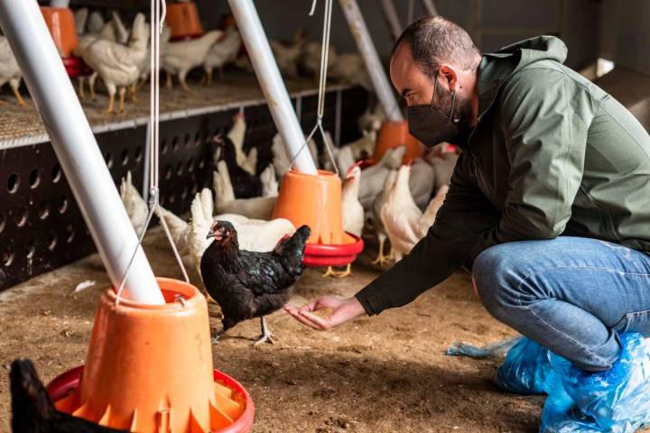 "Tenemos una fórmula de pienso registrada: usamos maíz, trigo, cebada, alfalfa, avena, etc. Todo orgánico y de origen español".