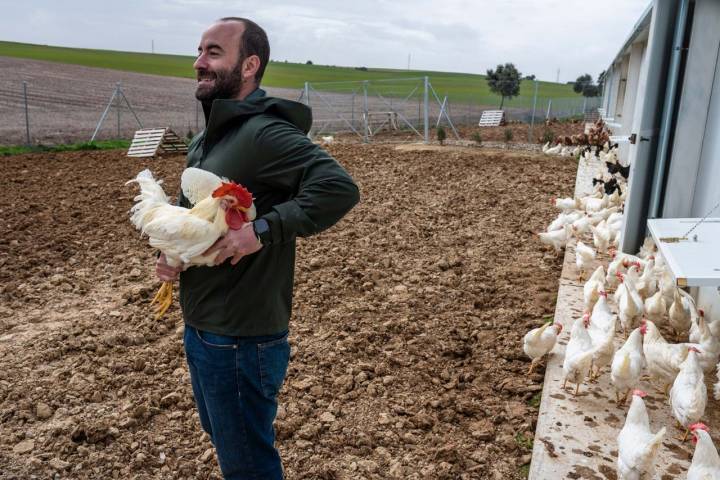 Lo normal es que salgan a 4,50 € o 4,90 € la media docena.