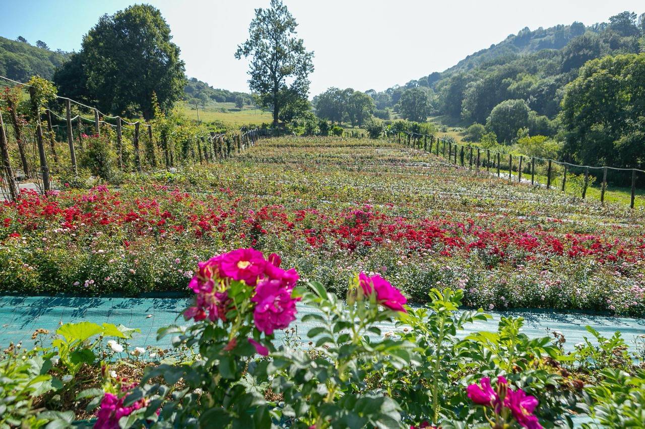 Jardín de rosas La Flor del Agua, en Asturias.