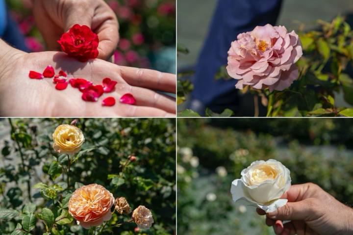 Varios tipos de rosas de La Flor del Agua