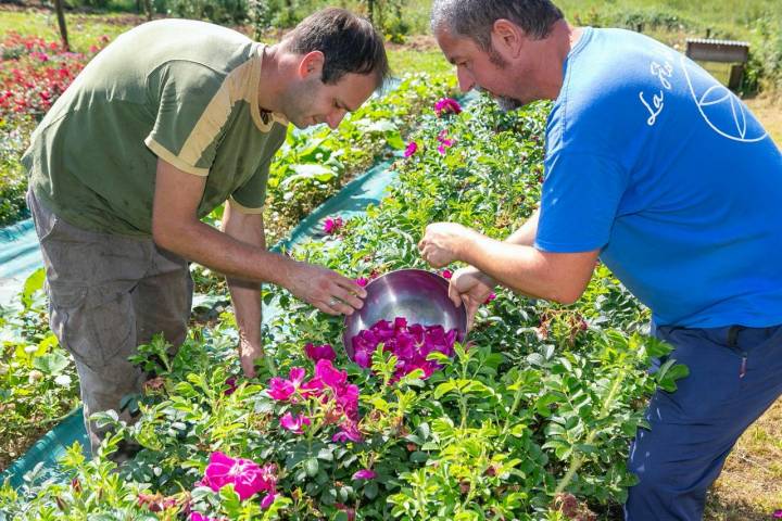 Mario Gigerl y Germán Montoya recogiendo pétalos de rosas.