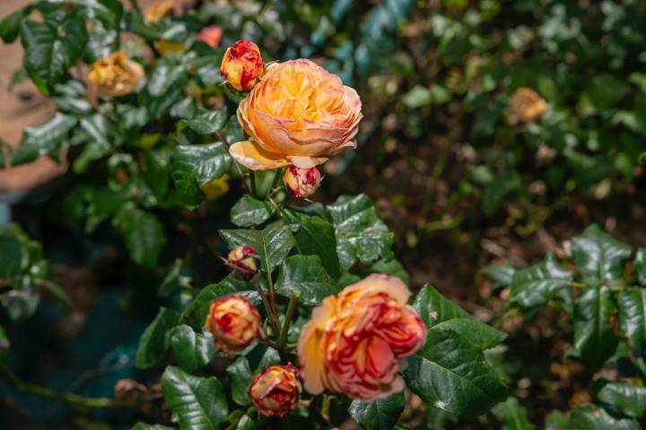 La rosa bautizada como Jordi Roca