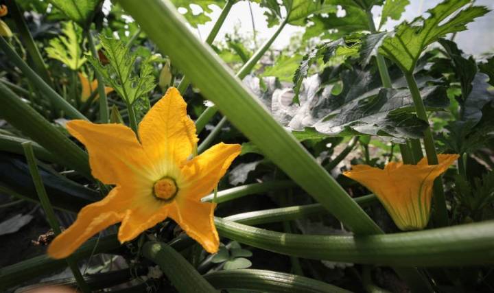 La flor de la calabaza, un estallido de color, que ya anuncia sabores distintos.