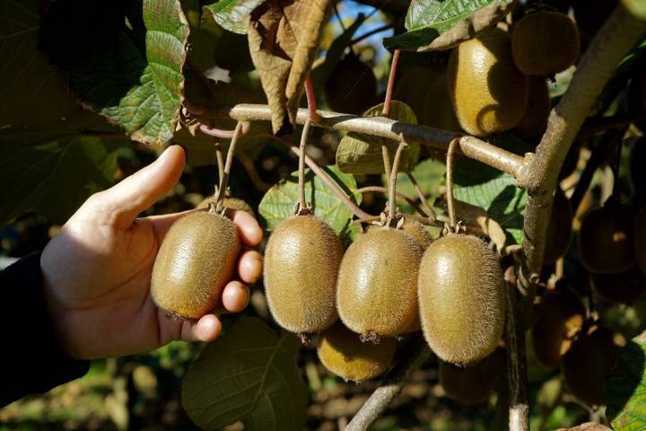 Arbol kiwi