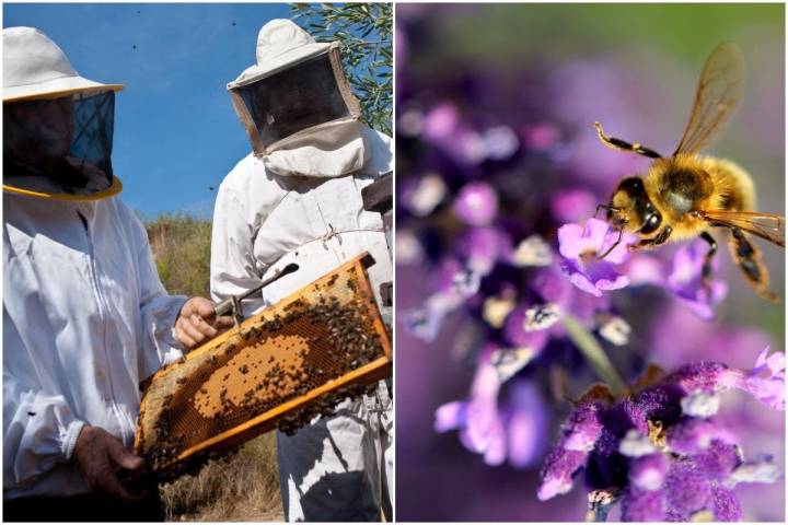 La miel a base de lavanda es una de las más apreciadas. Fotos: Shutterstock.