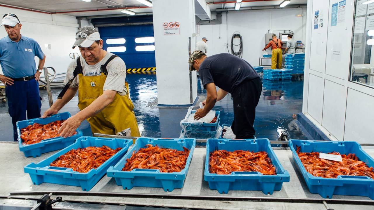 El imperio de la gamba roja