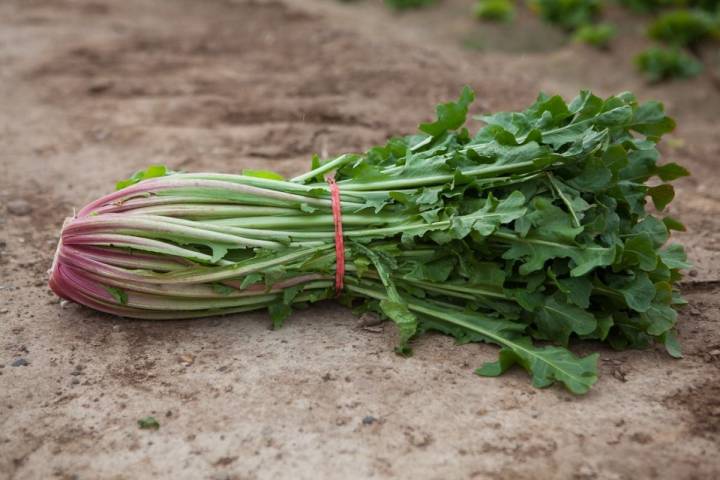 La achicoria crece atada y tapada, para evitar que le dé la luz al corazón de la planta.