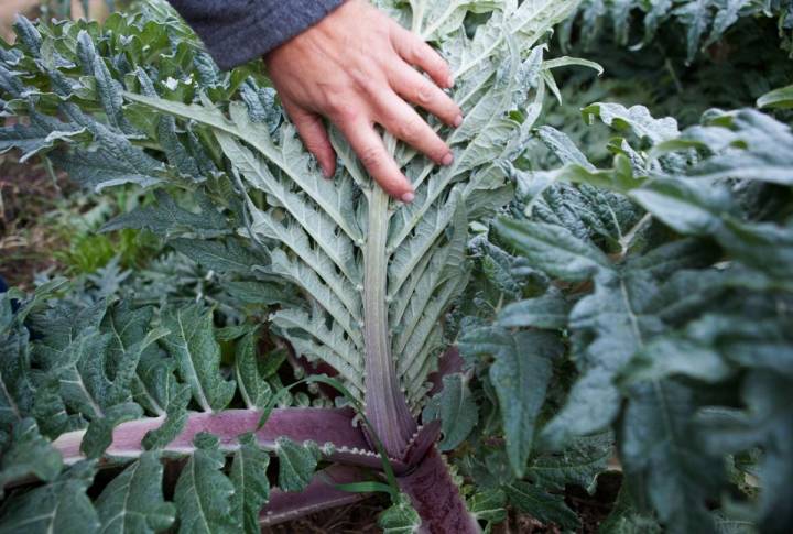 El cardo rojo necesita de unas heladas para alcanzar su sabor excelente.