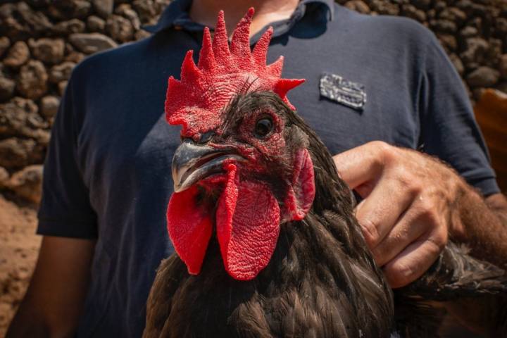 Pulardas de 'Can Nadal': gallo negro del Penedés