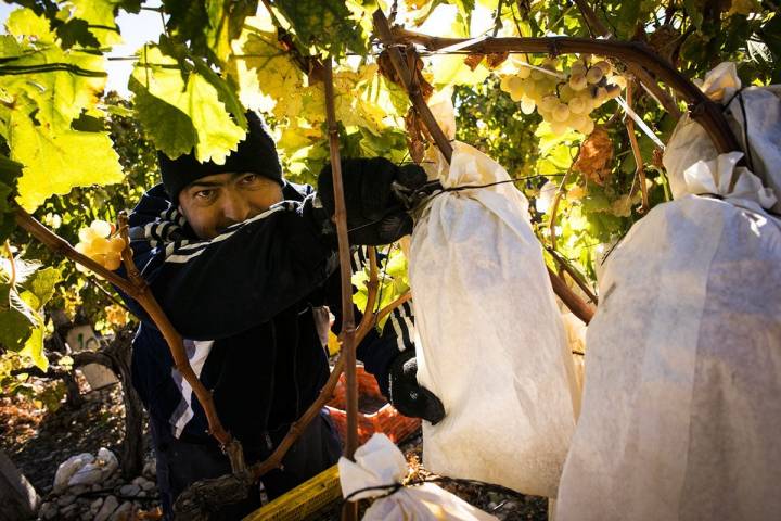 Las únicas uvas de España con Denominación de Origen Protegida.