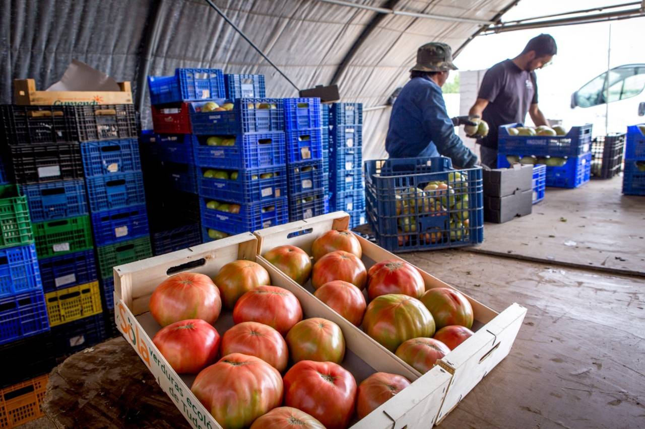 ¡Cuate, aquí sí hay buen tomate!