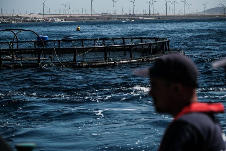 Perfil de un marinero con un vivero y molinos de viento al fondo.