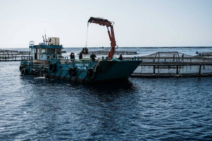 Barco trabajando en una de las granjas de Aquanaria en el Atlántico.