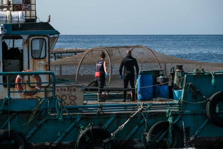 Dos buzos sobre un barco cerca de uno de los viveros.