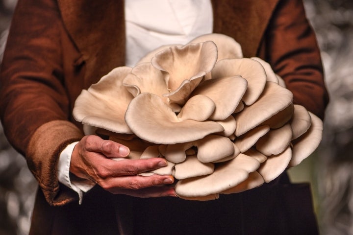 Seta pleurotus ostreatus, conocida como seta de ostra.