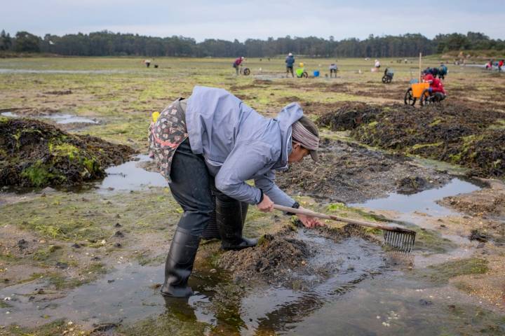 Mariscadoras Amas da Terra mariscadora agachada